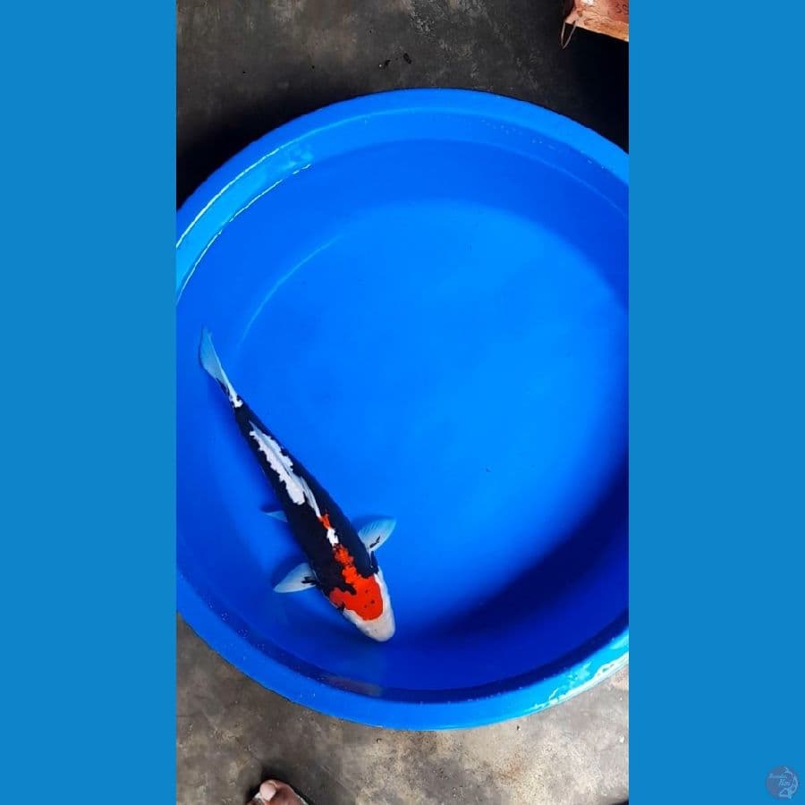 BENIKUMON 37CM