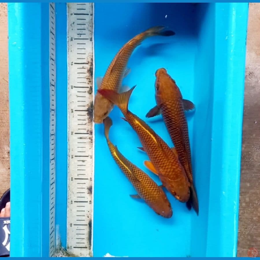 CAGHOI//30-35 CM