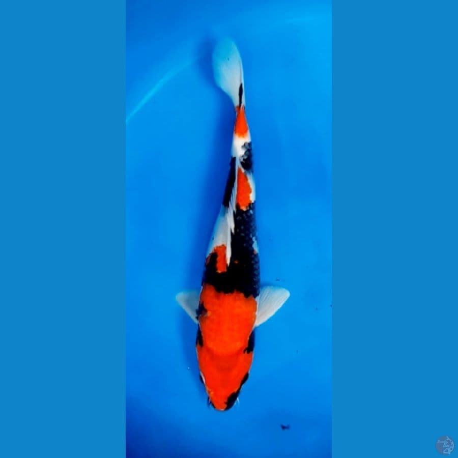 SHOWA 30CM