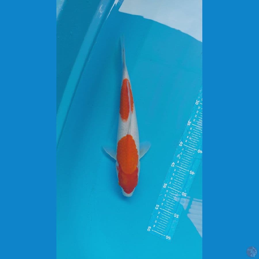 30cm jantan orie