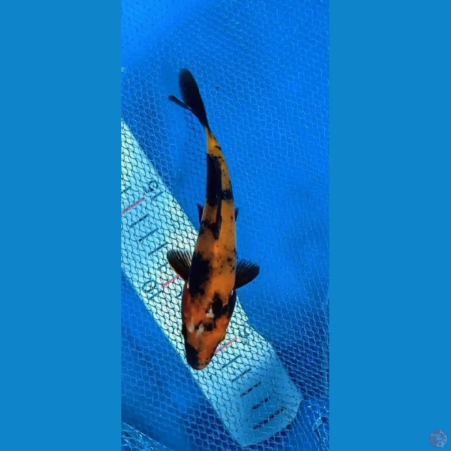13CM
