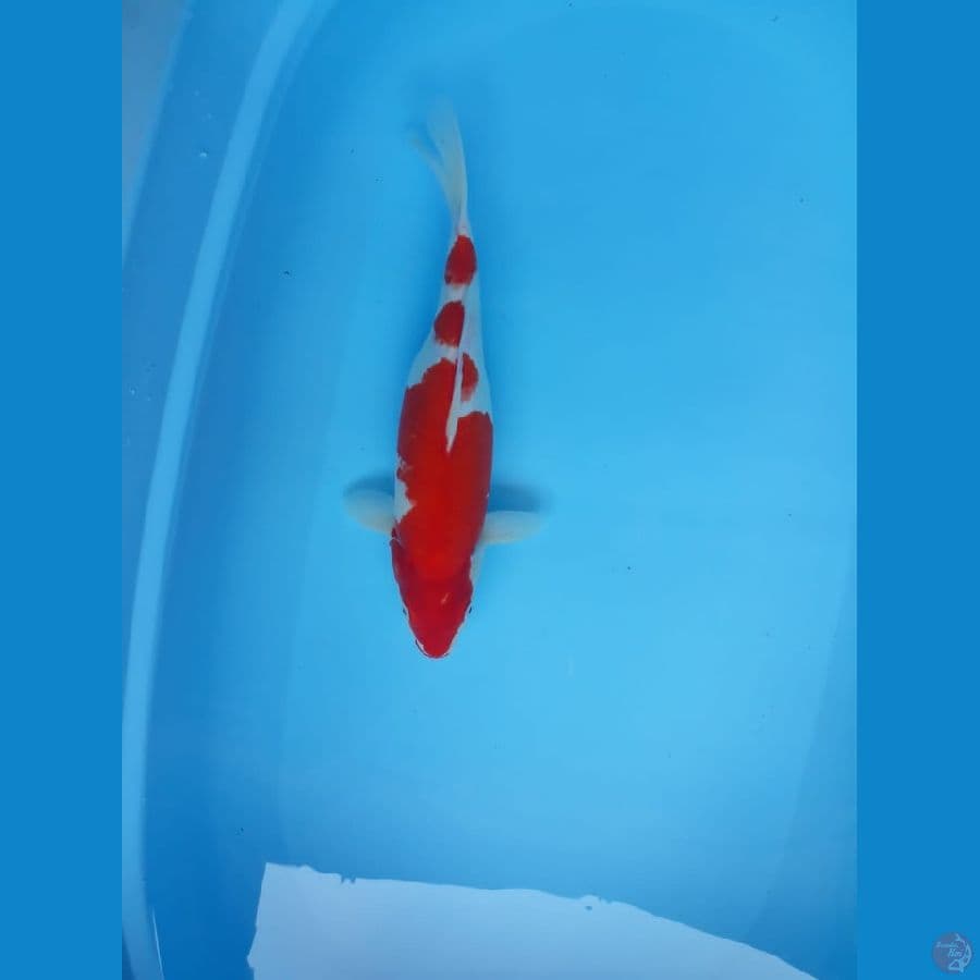 Kohaku 39cm