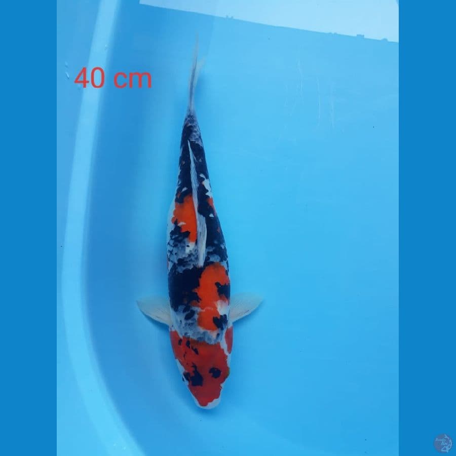 Showa 40cm