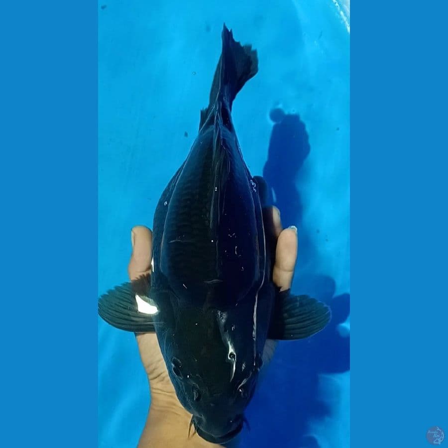 SB KARASU 28 CM F