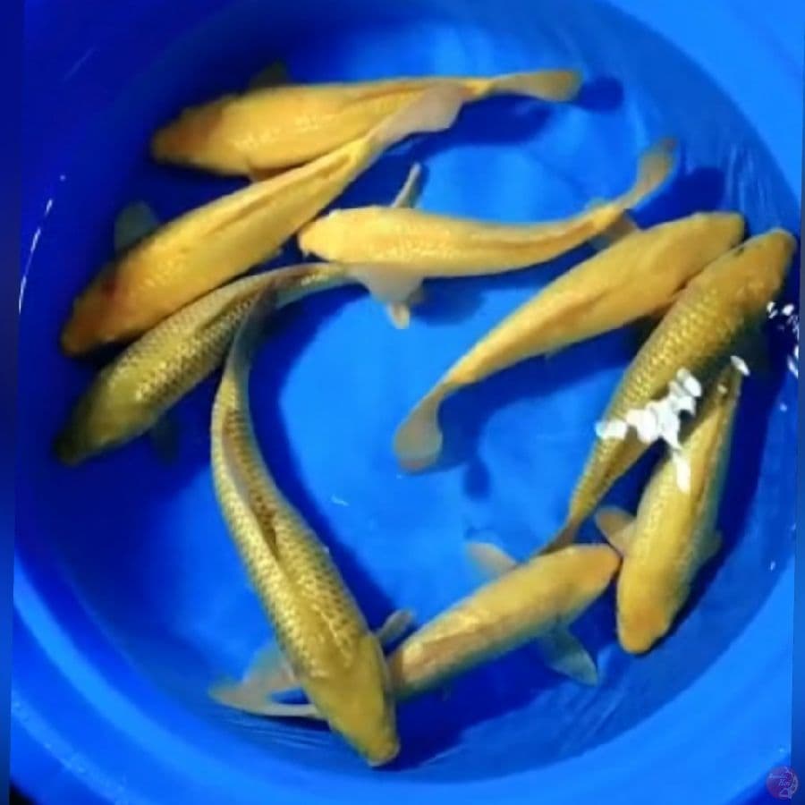KARASI CAGOI FULL GINDRIN 35-40CM 9E