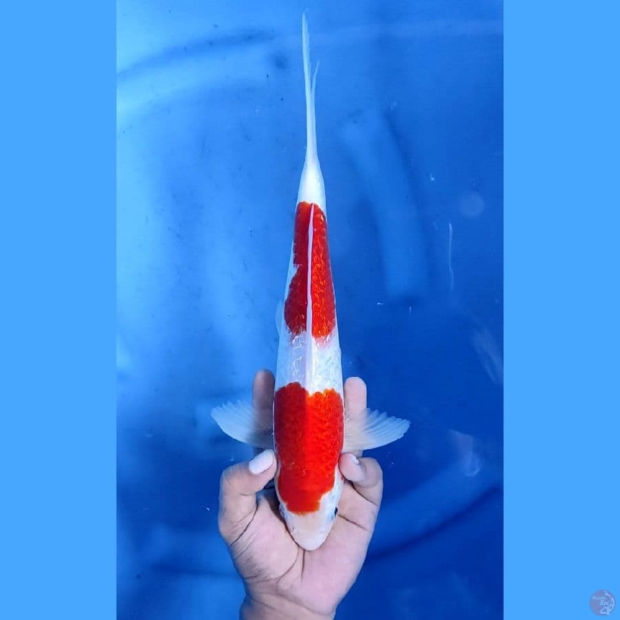 32CM # KOHAKU GINRIN - M