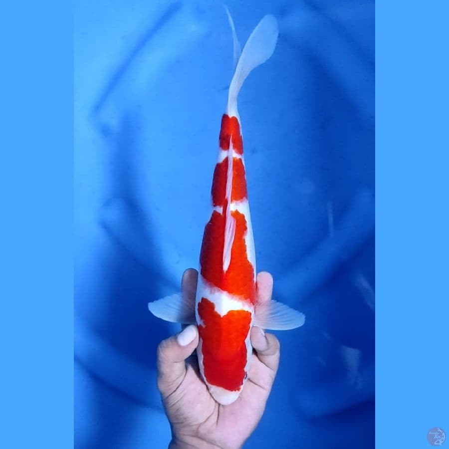 31CM # 4 STEPS AI GOROMO - F