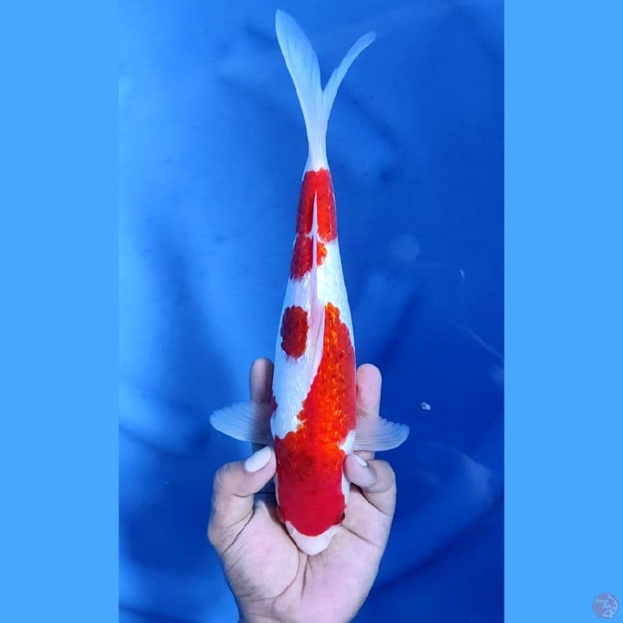 28CM # KINGINRIN AI GOROMO - M