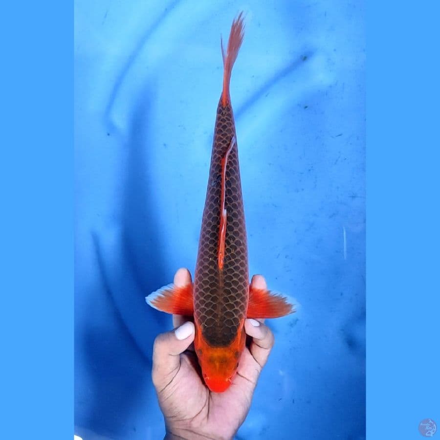 32CM # AKA MATSUBA - M