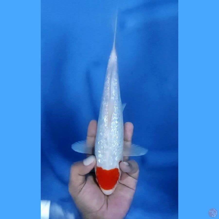 28CM # TANCHO GINRIN - F