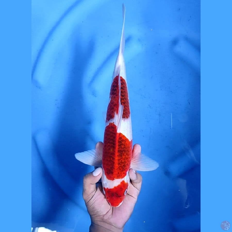 35CM # GOROMO - M