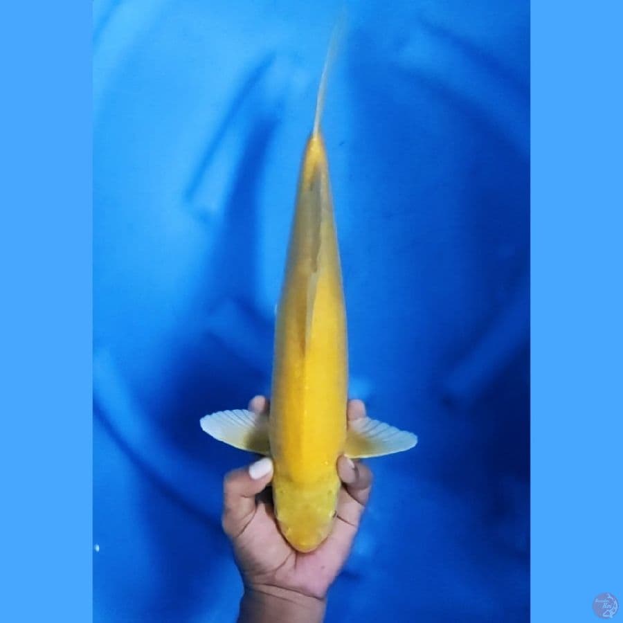 38CM # KARASHI MATA MERAH - M