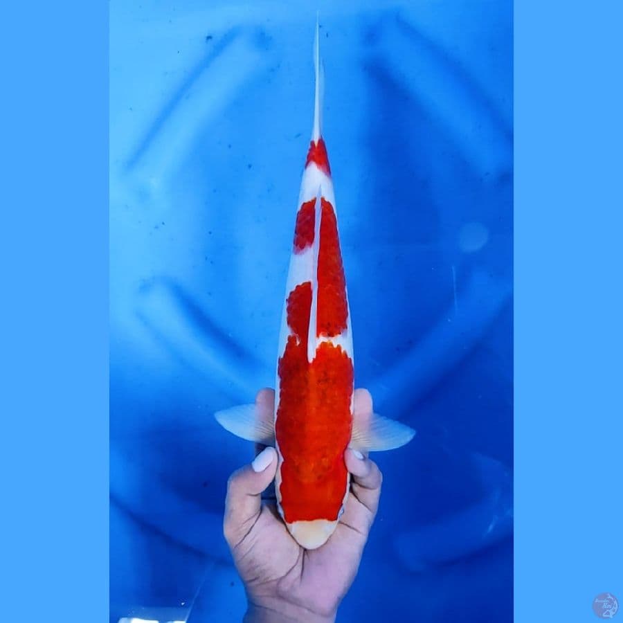 34CM # AI KOROMO - F