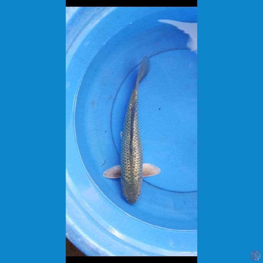 black diamond punuk 37 cm