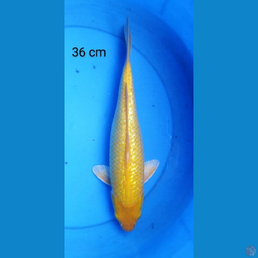 karashi ginrin 36 cm