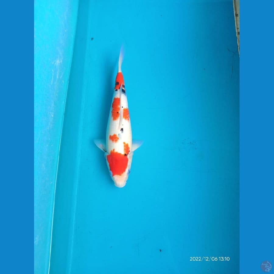 sanke 31cm fm