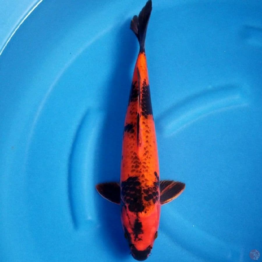 KAGE UTSURI 40 CM MALE