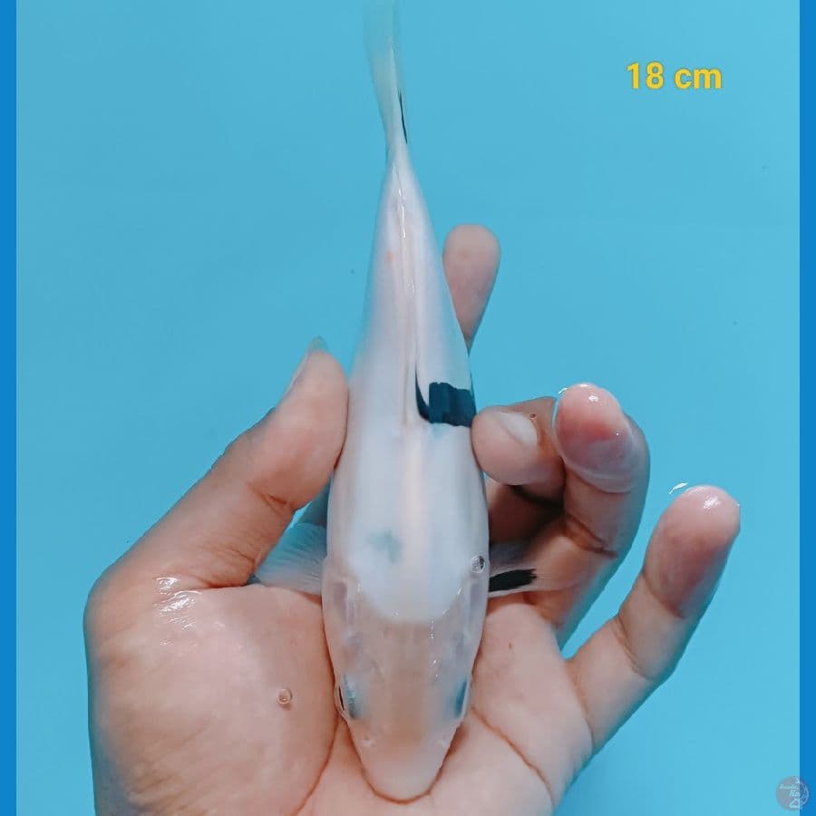 SB shiro doit murni 18 cm