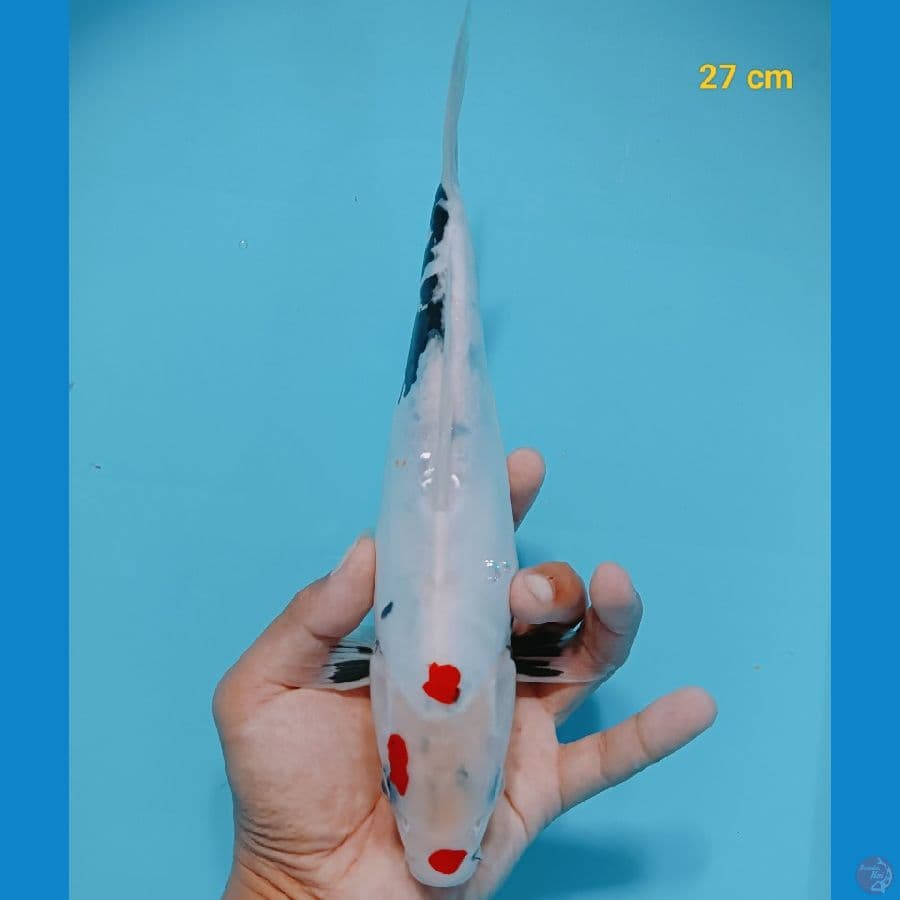 calon ibu 24 cm