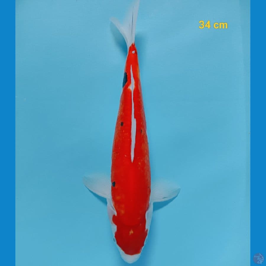 Benikumon 34 cm