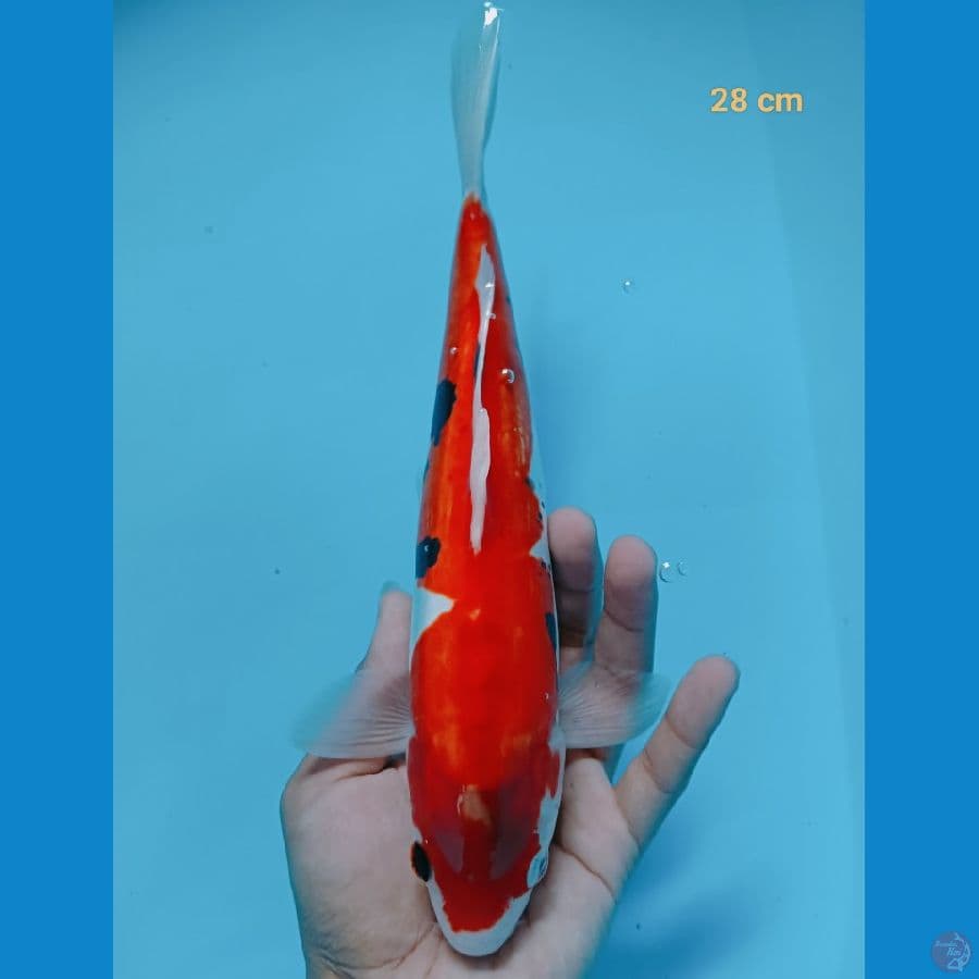 Beni kumon 28 cm