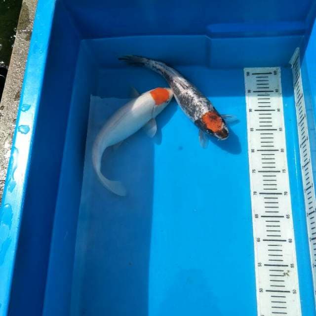 Koi tancho size 40BU