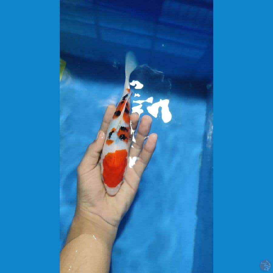 SANKE SQ ORi 18cm