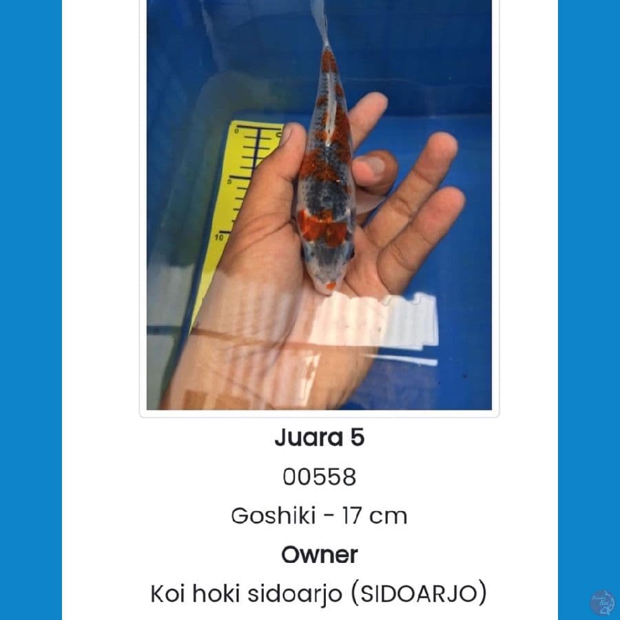 GOSHIKI J5 sby . 17cm