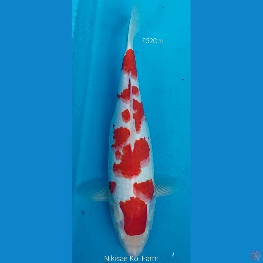 Kohaku F32Cm