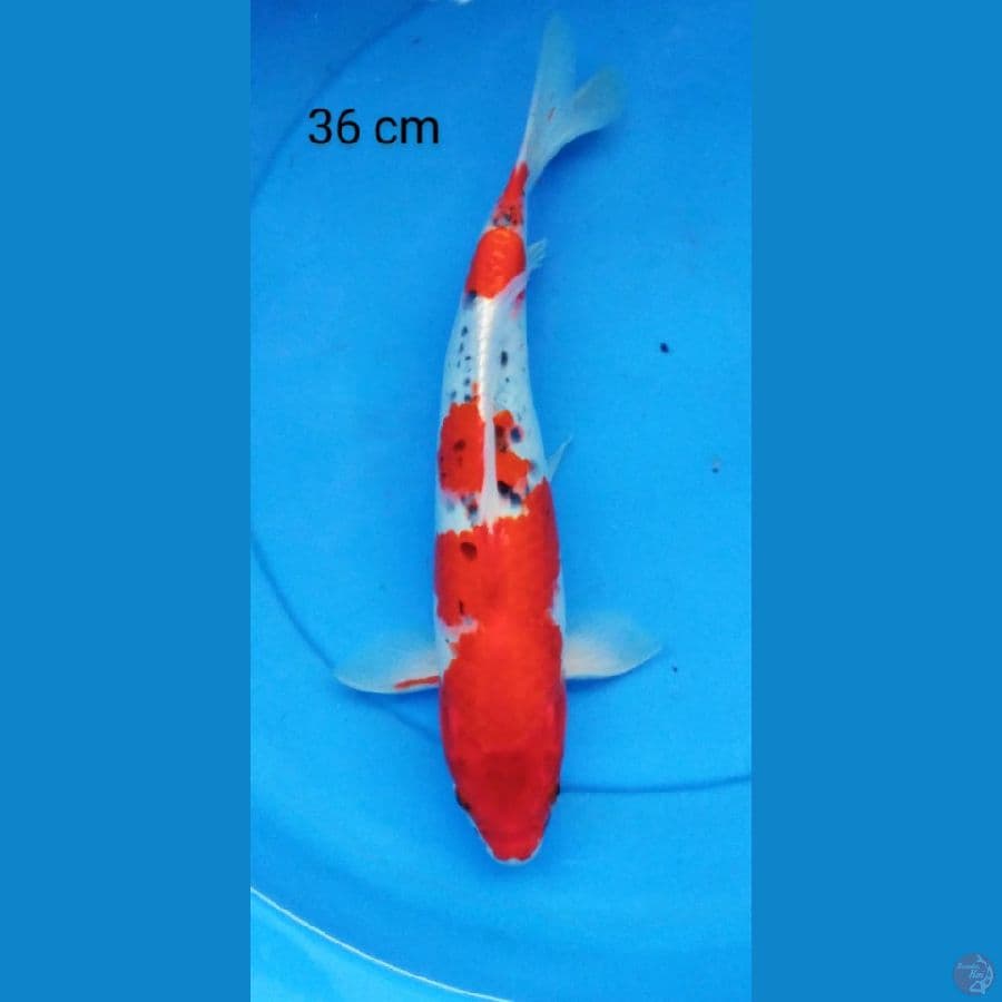 goshiki merah 36 cm
