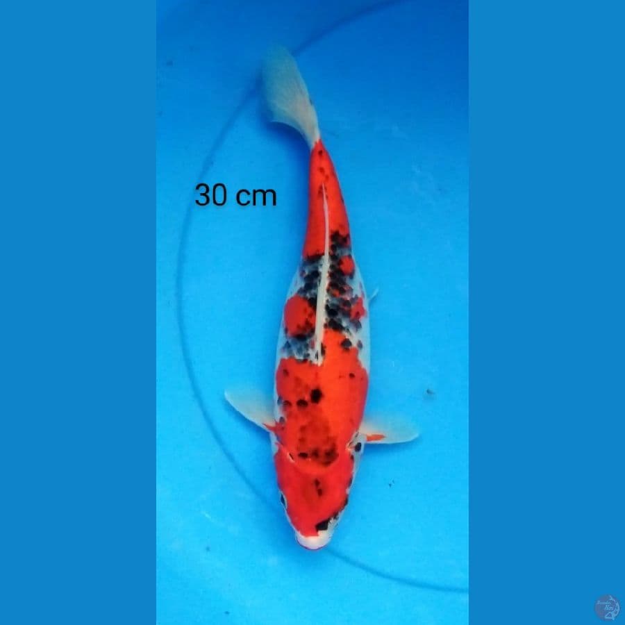 goshiki 30 cm
