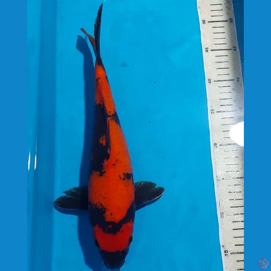UTSURI 36 cm