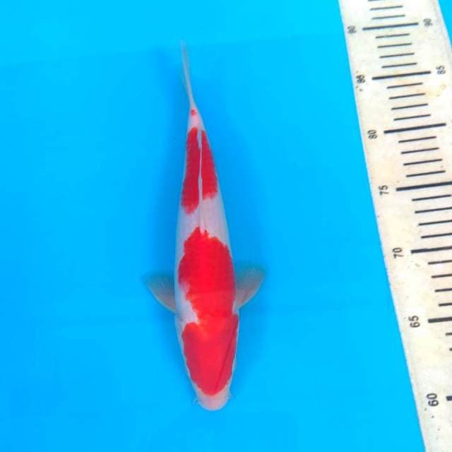 Kohaku SQ 28 cm