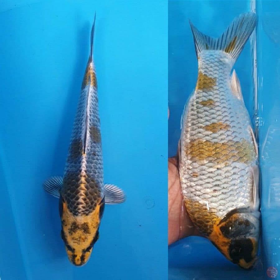 KOGANERYU Munuk 26/Male ????