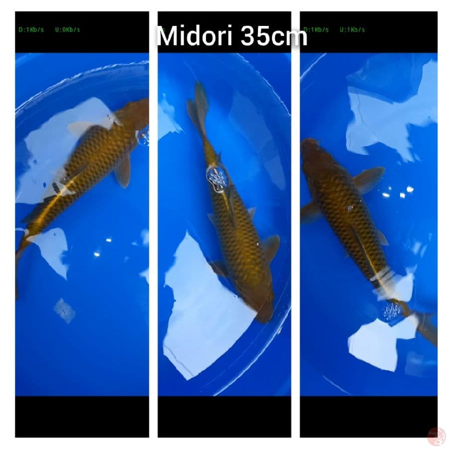 midori berkualitas