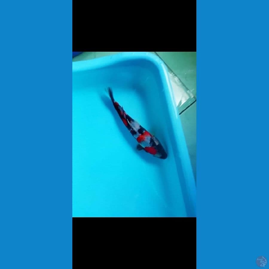 Showa sansoku