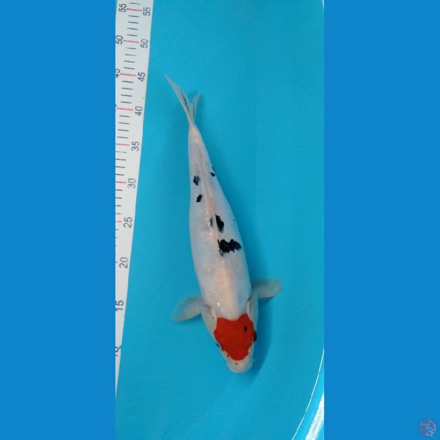 Tancho Sanke Doitsu F 35cm