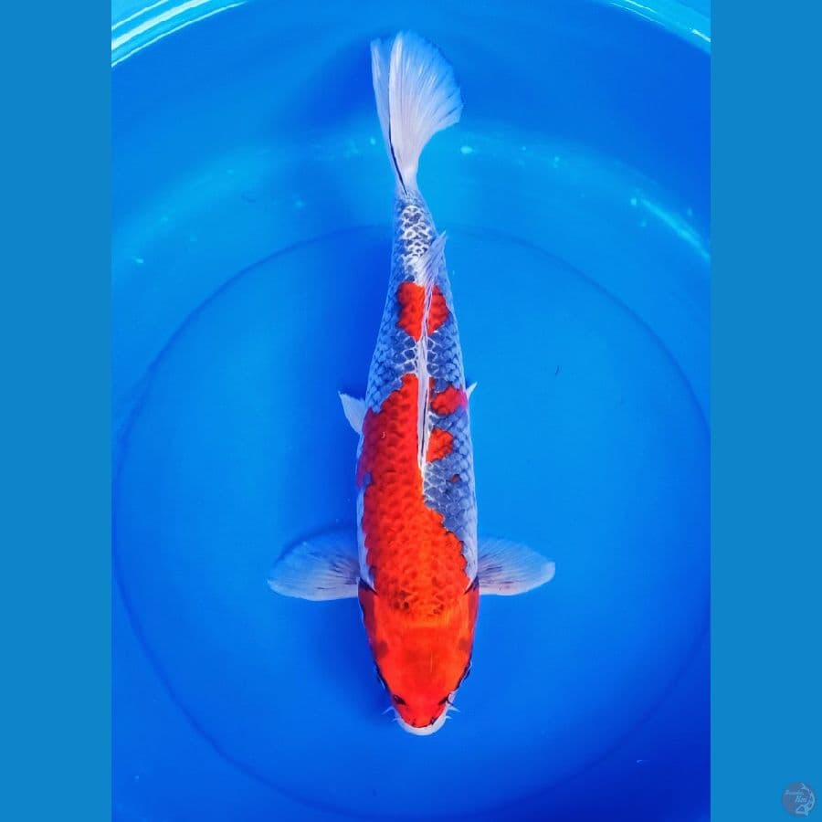 Ghosikie merah jozz 45cm