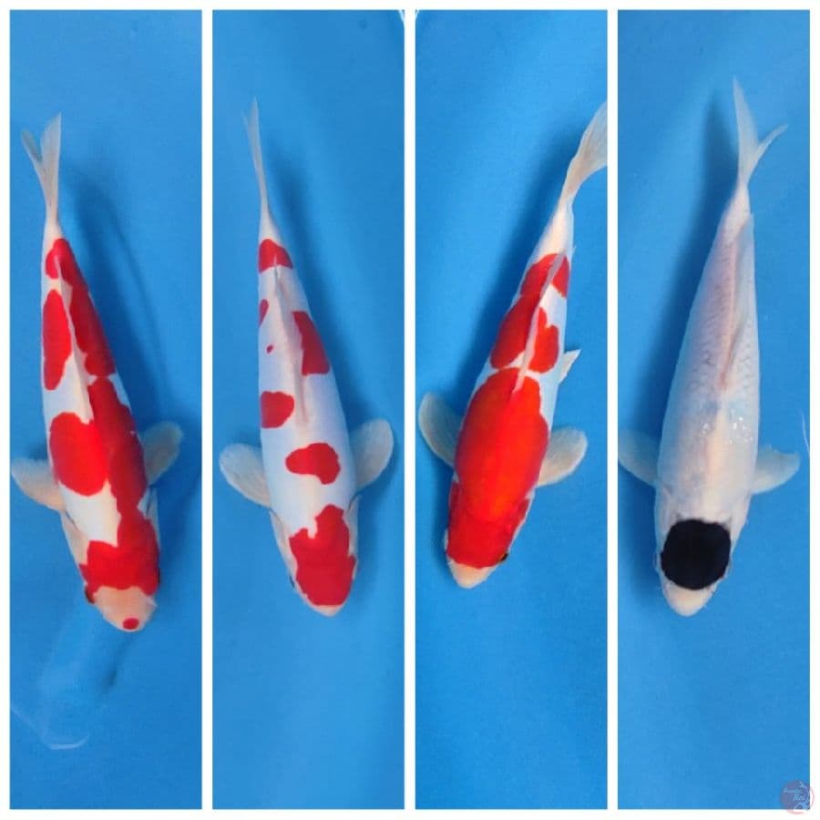 MIX KOI SQ 27 30 CM ORIGINAL