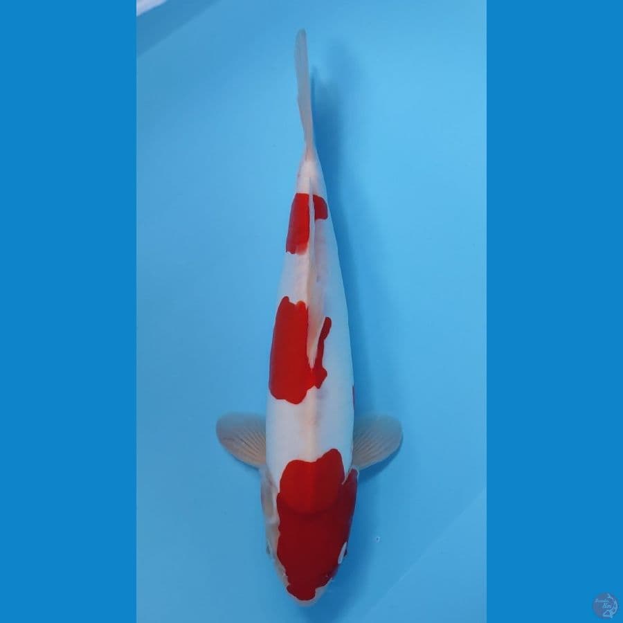 KOHAKU DOITSU HQ ~35cm/FEEMALE~