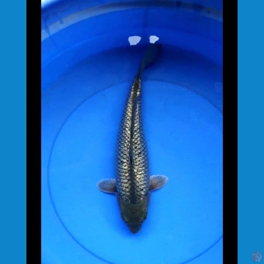 Blackdiamond 36 cm