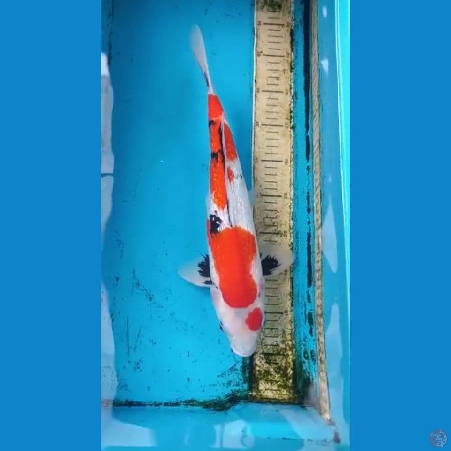 Showa gintrin 38cm