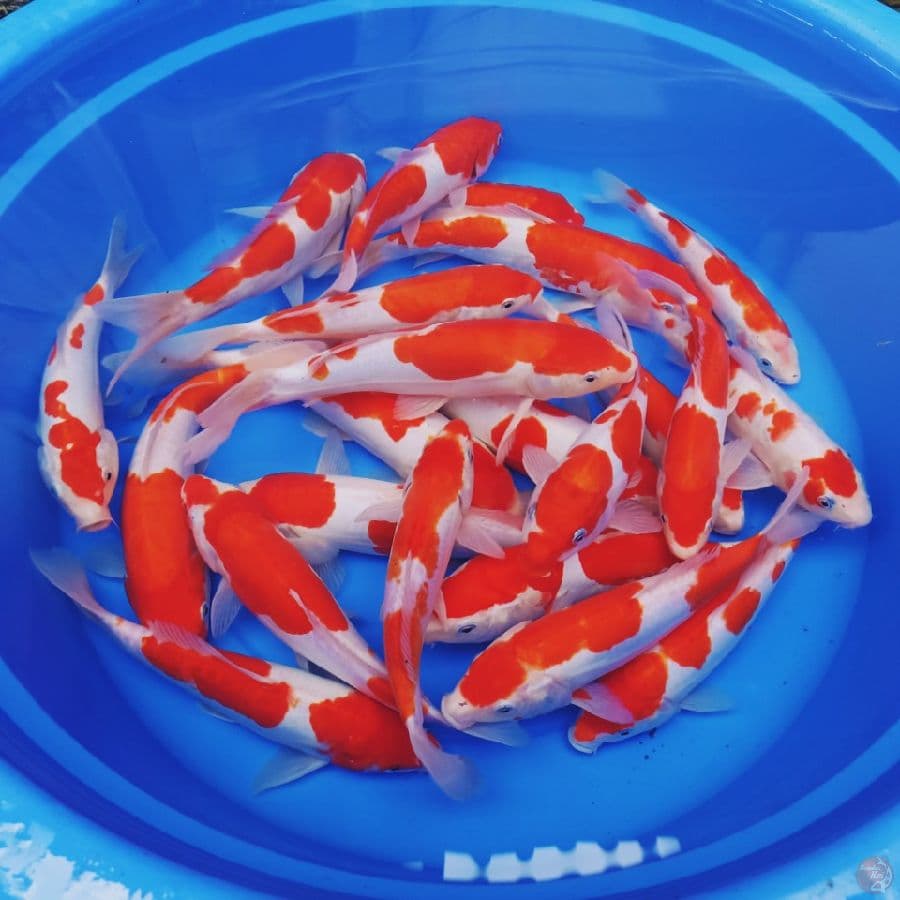 full kohaku doit sz 22-29