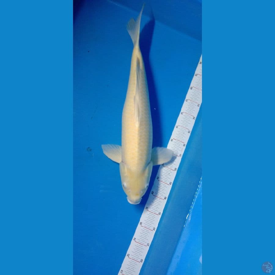JUMBO KARASHI