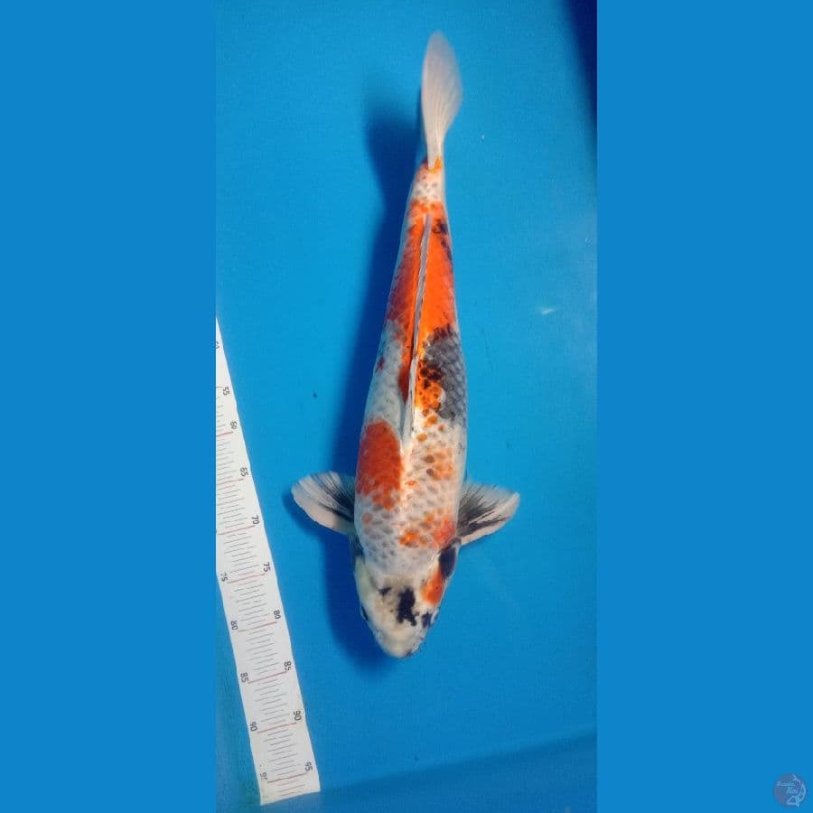 KIN SHOWA JUMBO 60CM