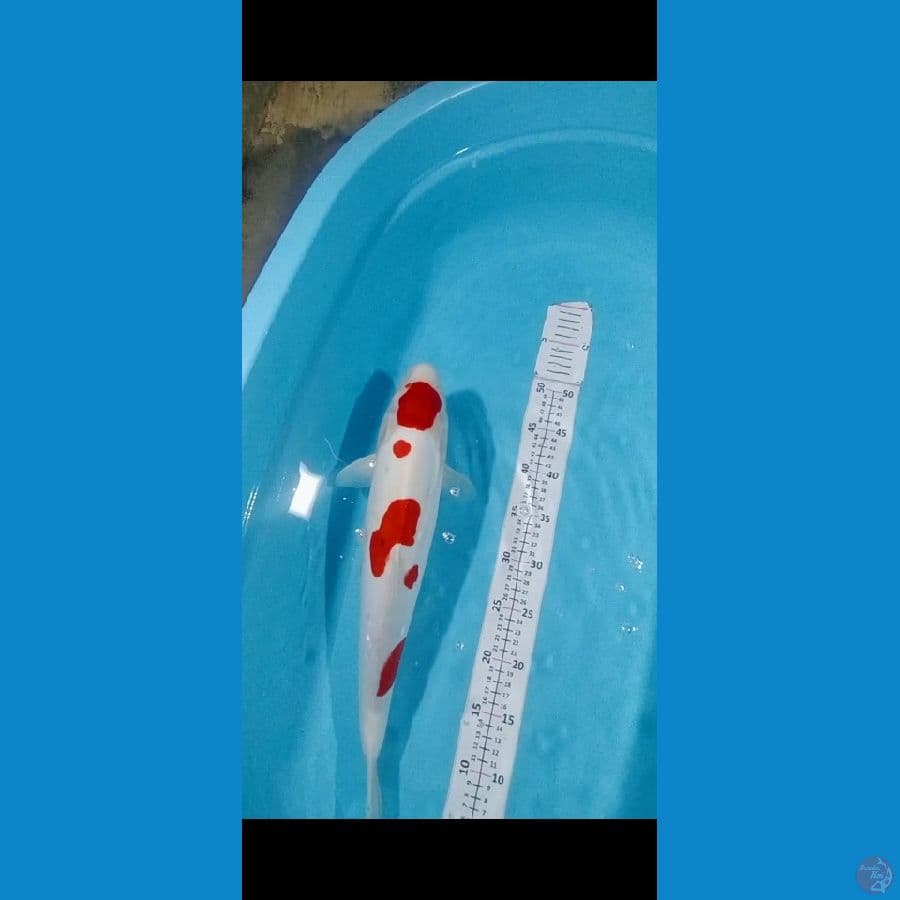 Kohaku Doitsu Murni 46CM halus no bocor