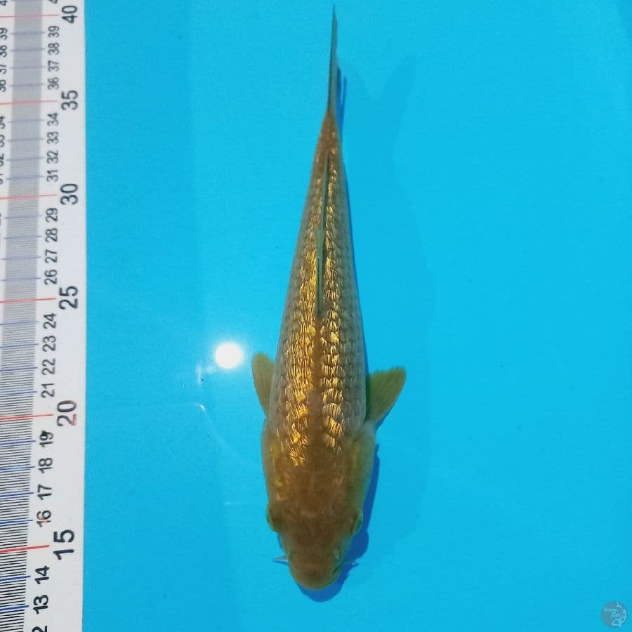 CHAGOI GINRIN//23 CM