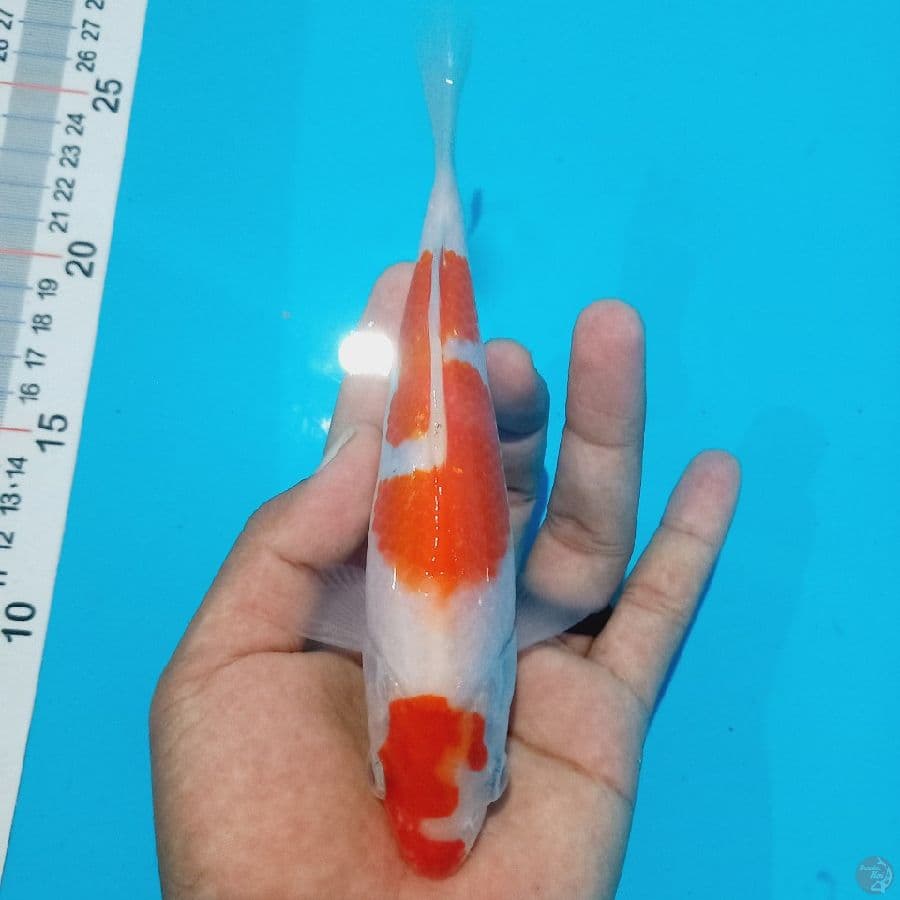 KOHAKU//18 CM