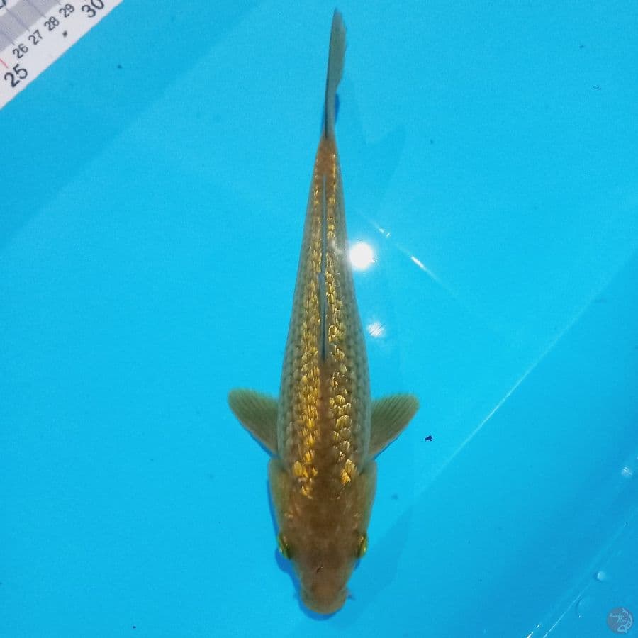 MIDORI GINRIN//24 CM