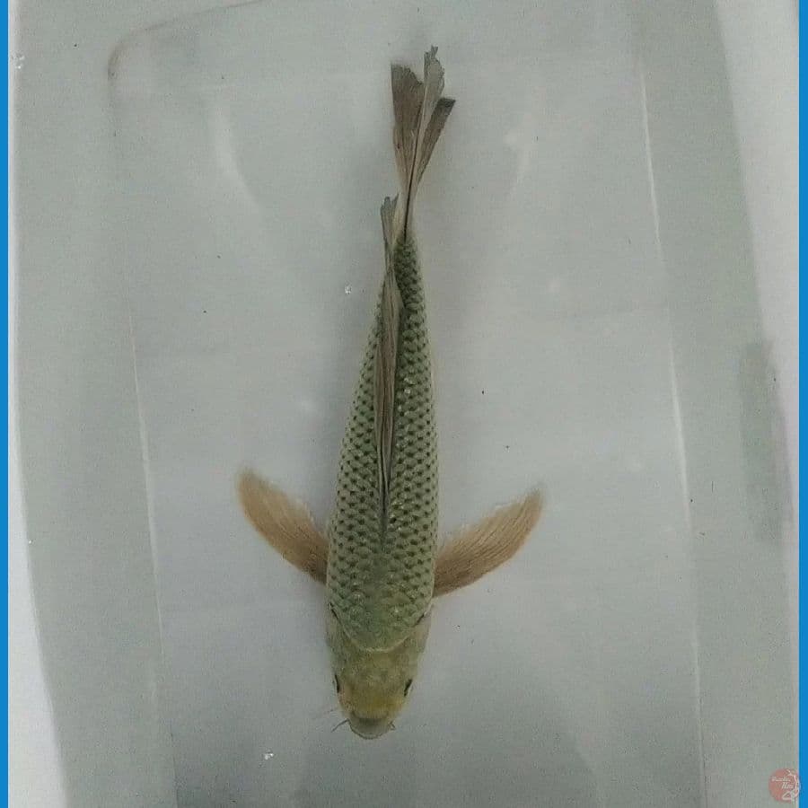 MIDHORI KUMPAY